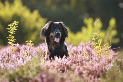 Hund in der Heide, Amrum